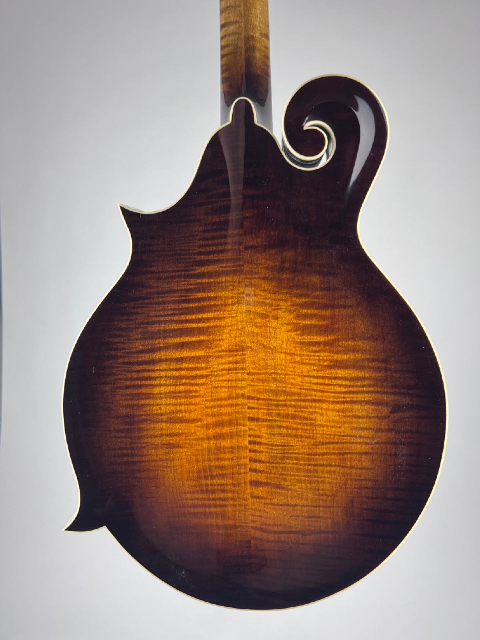 Northfield Big Mon Sunburst/Engelmann
